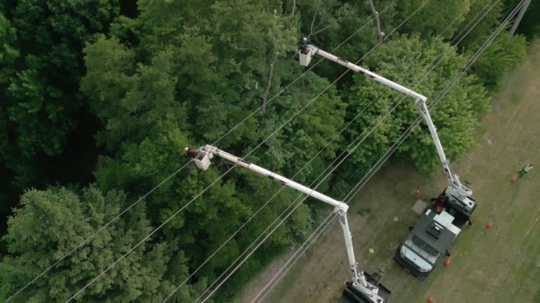 Best Palm Tree Trimming  in Lindenhurst, IL